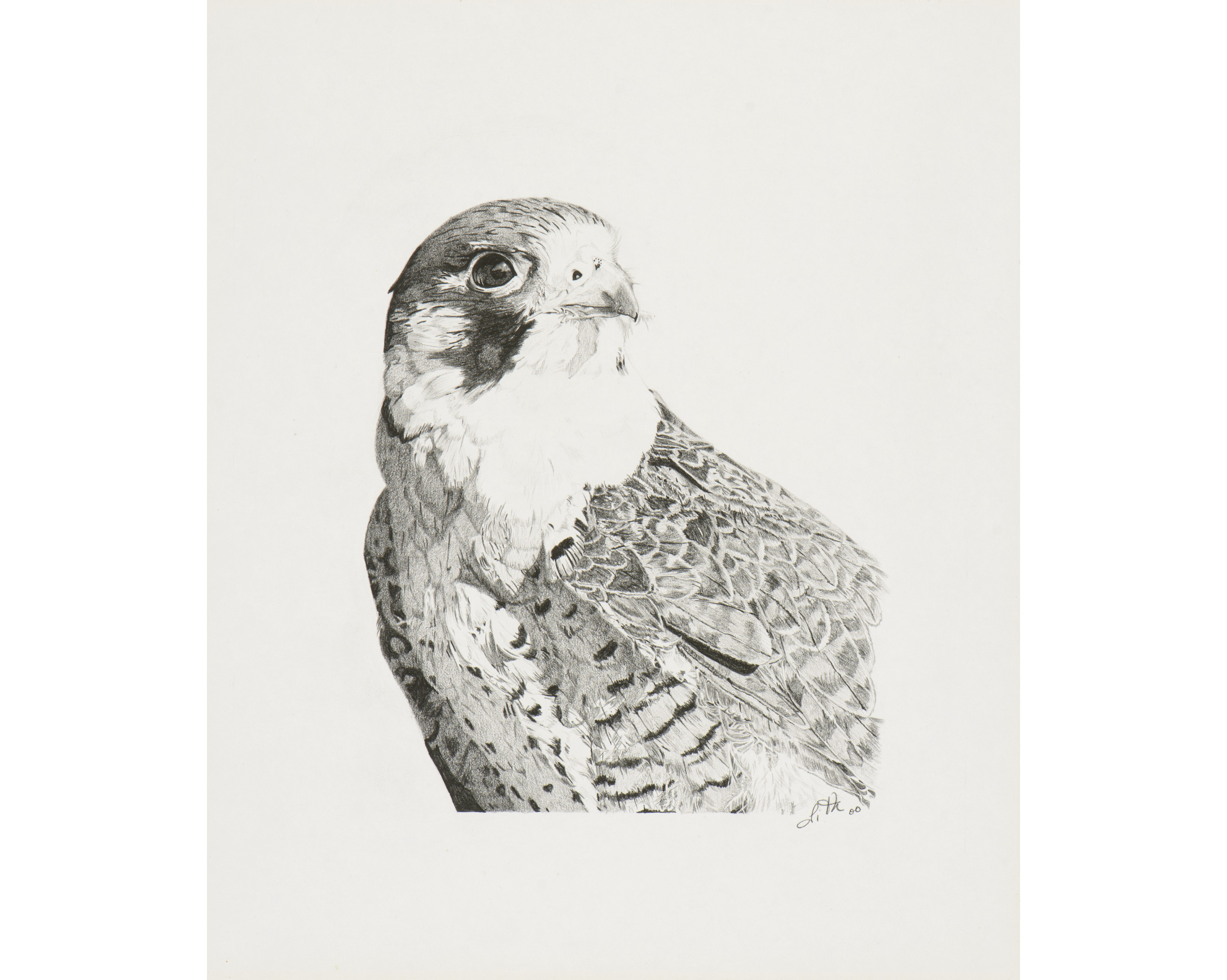 Oeuvre originale Faucon pèlerin (Falco peregrinus): Peregrine Falcon